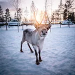 Aurora Village Ivalo