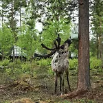 Aurora Village 4* Ivalo