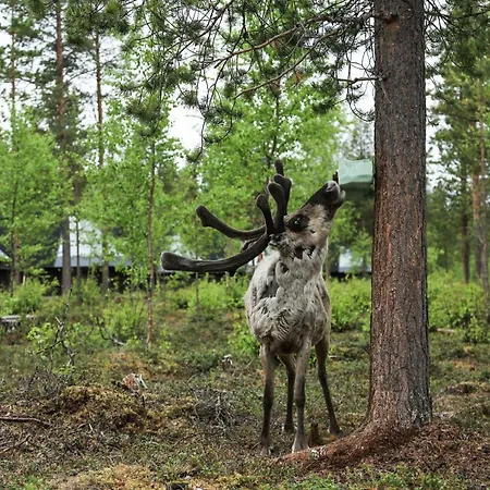 Aurora Village 4* Ivalo