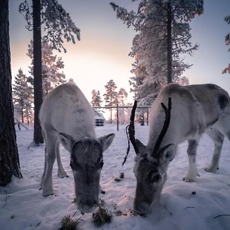 Semesteranläggning (resort) Aurora Village 4*